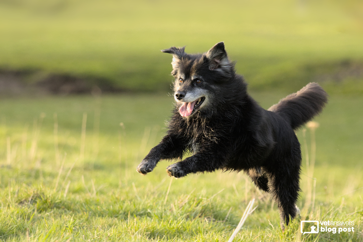 Keep Senior Pets Sharp Simple Enrichment Tips for Mind & Body to Share with Your Veterinary Clients
